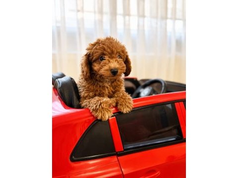 2,5 aylık erkek poodle