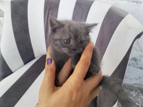 Tatlı british shorthair kuzu