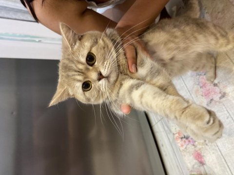 British shorthair erkek 2022 17 temmuz doğumlu