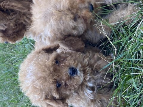 Orjinal maltipoo bebekler