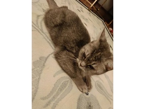 Ücretsiz dişi british shorthair