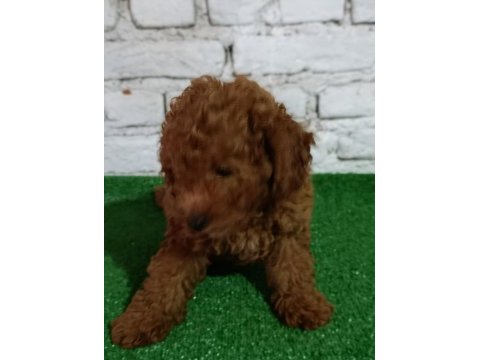 Toy poodle köpeği