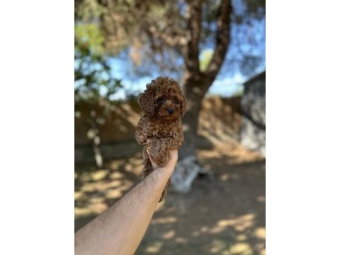 Sağlık ve ırk garantili toy poodle yavrularımız 
