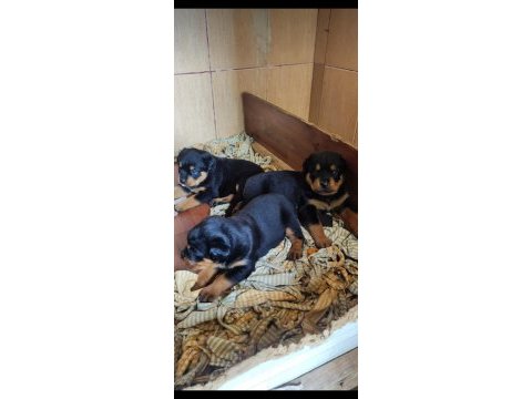 Koca kafa koca pati macar rottweiler yavruları ankara
