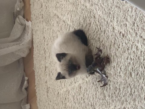 British shorthair yavrumuza yuva arıyoruz