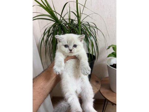 Teslime hazır silver point british shorthair yavrum