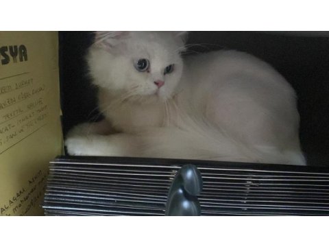British shorthair erkek