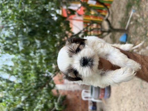 Shih tzu yavrularımız