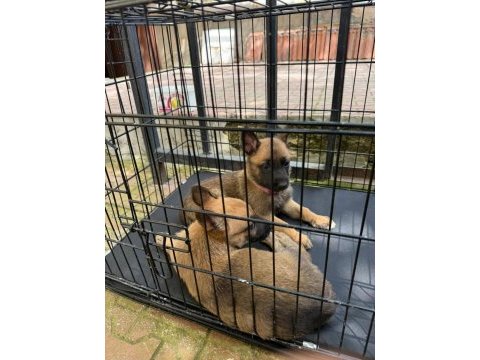 Belçika kurdu malinois