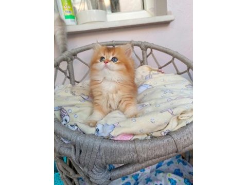 Efsane saf kan golden longhair dişi erkek bebeklerim