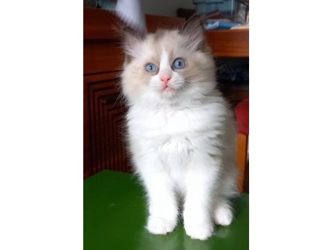 Safkan ragdoll son yavru kedimiz