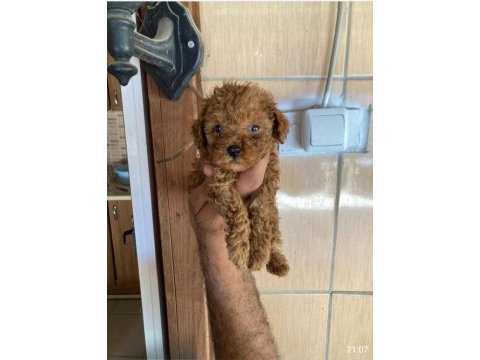 Toy poodle çokomeller
