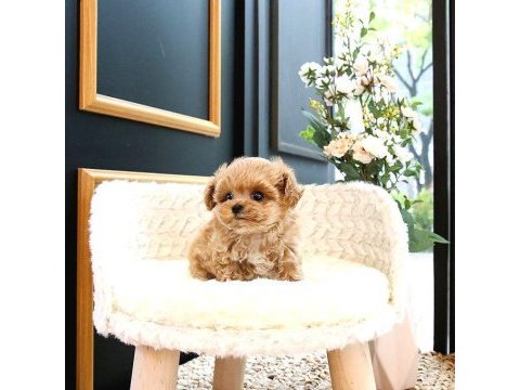 Malti̇poo teacup tatli yavrularimiz kore