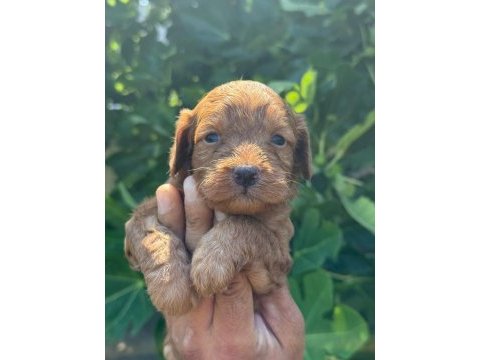 Dunya tatlısı maltipoo minikler
