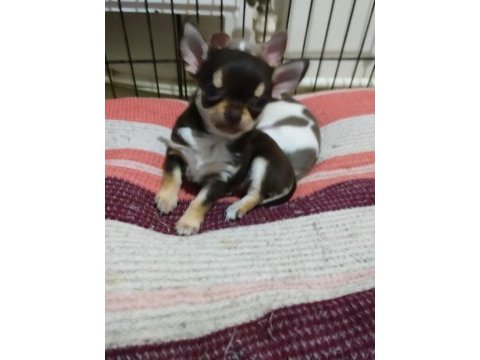 Erkek pinscher yavrusu