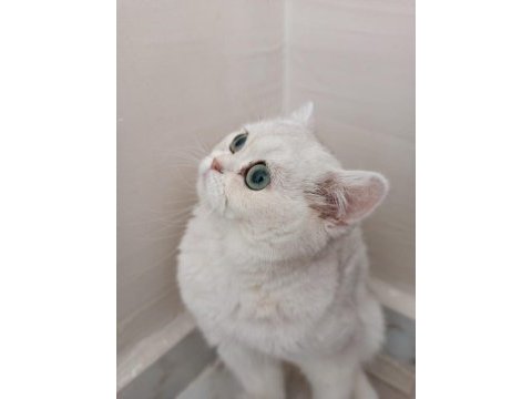 British shorthair sahibinden sağlıklı (kız)