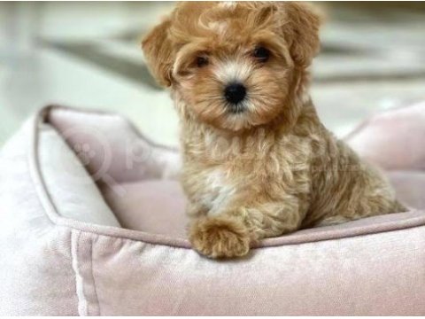 Güzellik abidesi yeni yuvasını arıyor maltipoo