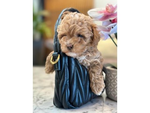 Maltipoo bebeklerimiz gelmiştir