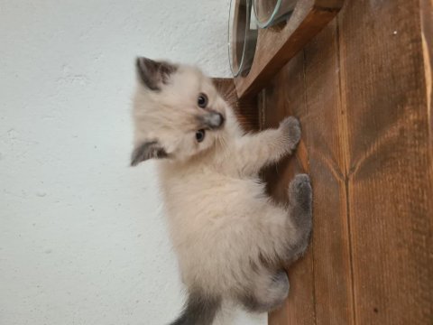 Fıstığımın british longhair yavruları