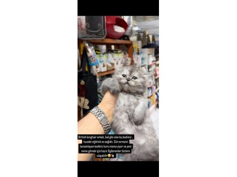 British longhair bebeğimiz