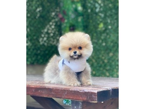 Pomeranian boo köpeği