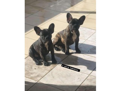 French bulldog ırk ve sağlıklı