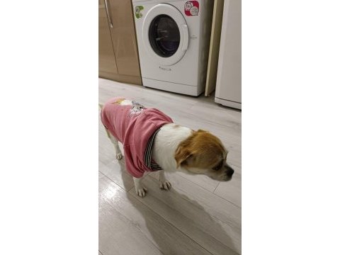 10 aylık anne rus finosu baba pekinez dişi yavru