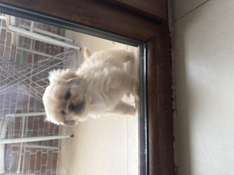 Minik pamuk pekinez köpekler