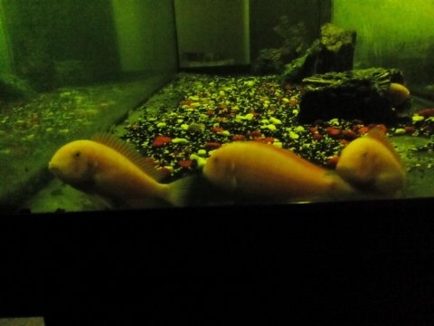 Tropeus chipimbi mini damızlık koloni balıklar