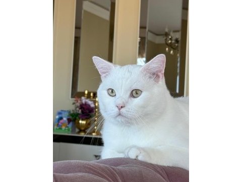 British shorthair cins kedilerimiz