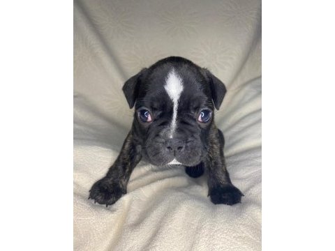 Yavru erkek french bulldog