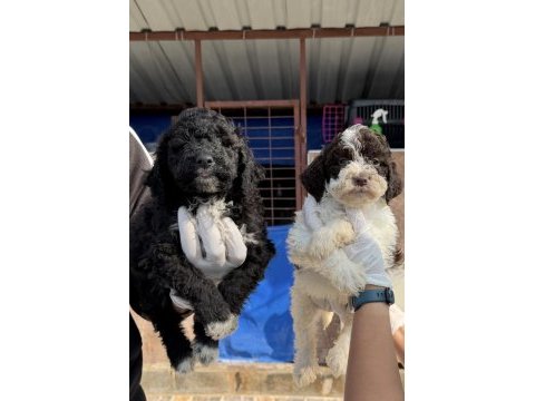Portekiz su köpeği çok şirin yavrular 