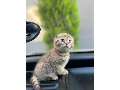 Golden tabby özel ırk british shorthair
