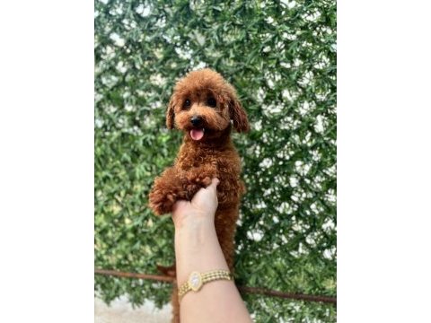 Kore teacup 11 aylık dişi poodle