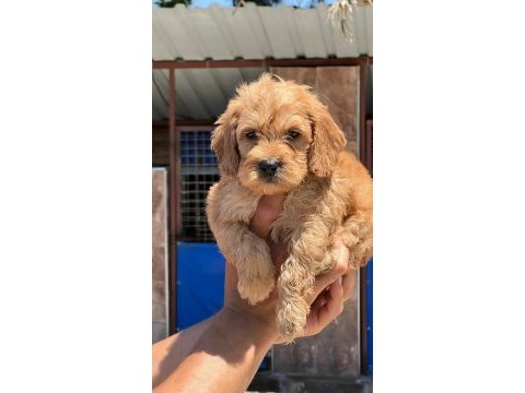 Sevimli maltipoo yavrularımız