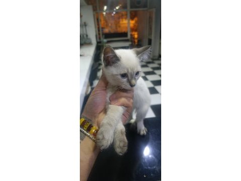 3 aylık siyam bebekleri