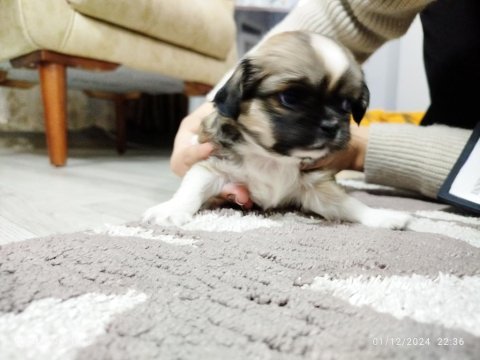 40 günlük pekinez burnu yok küçük ırk