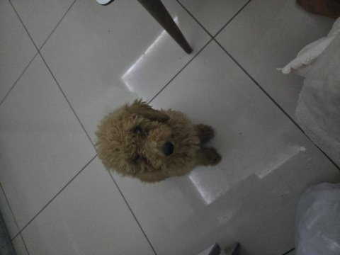Toy poodle 4 aylık