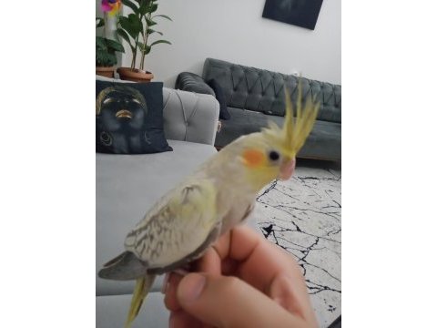 2 aylık sultan yavrularım yeni yuvalarını arıyor