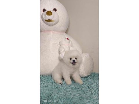 Pomeranian boo 7 aylık erkek