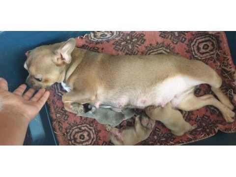 Kızanda bir doğum yapmış french bulldog