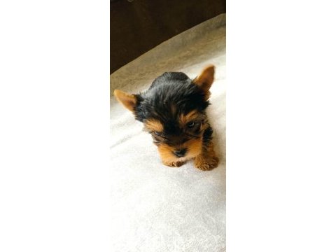 Sahibinden 3 aylık yorkshire terrier