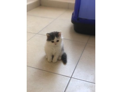 2 aylık british longhair ve british shorthair yavru