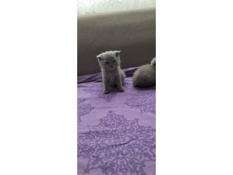 Scottish fold british shorthair