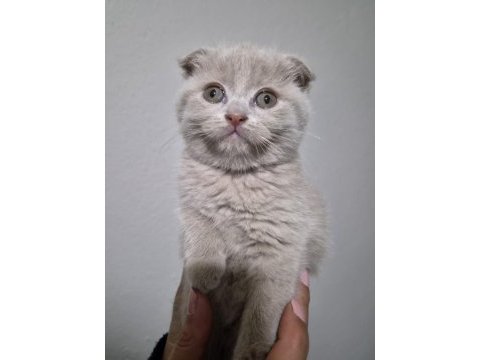 Scottish fold lilac fawn