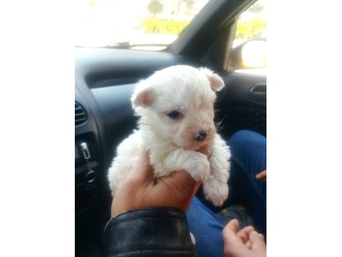 Maltese terrier yavruları