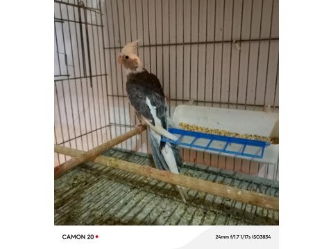 Damızlık erkek wifi sultan papağanı