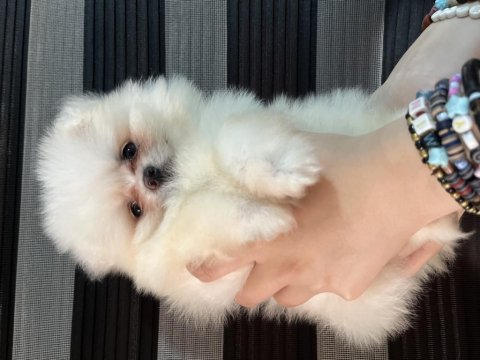 Pomeranian biblo suratlı bebekler