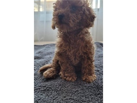 Yavru toy poodle