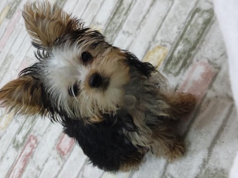 0 numara teacup yorkshire terrier